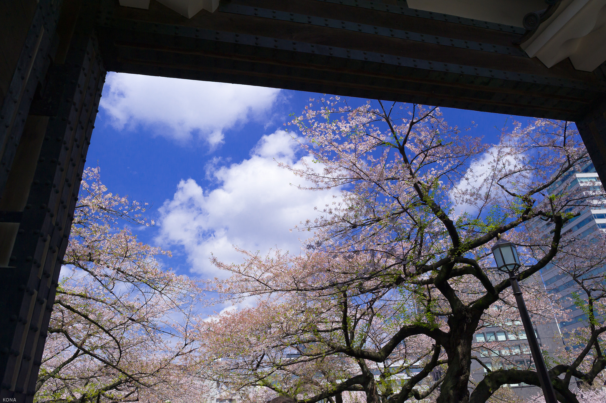 Nikon D3 + Nikon AF-S Nikkor 24mm F1.4G ED sample photo. Sakura photography
