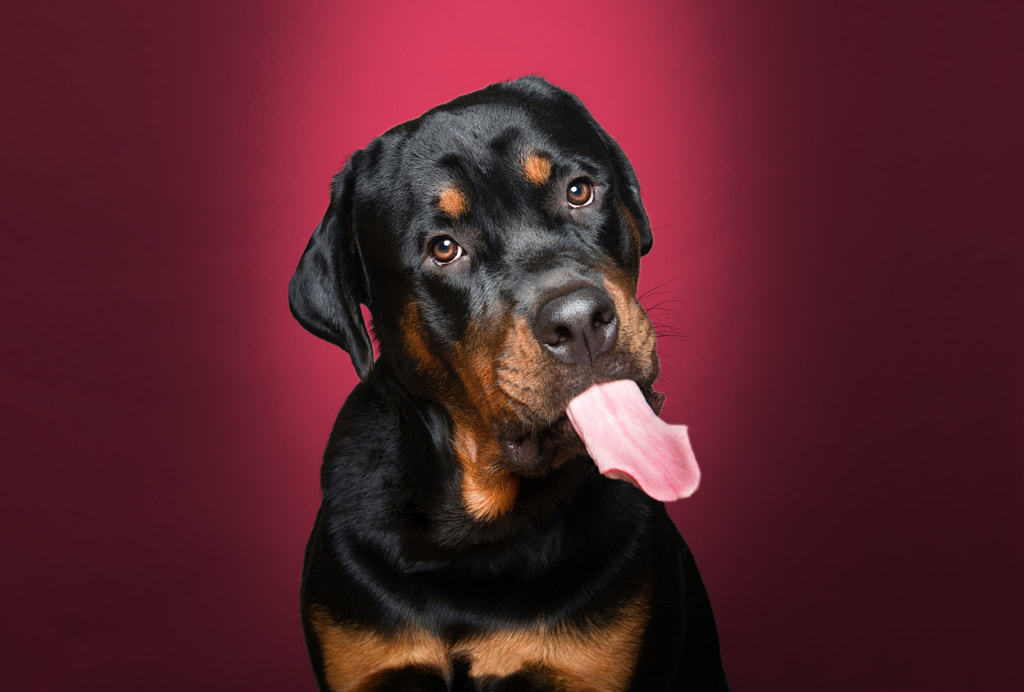Rotty by DOGEXPRESSION on 500px.com