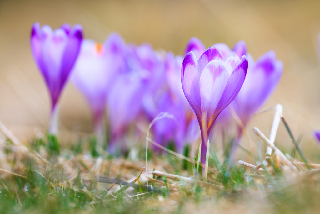 Blooming violet crocuses, spring flower by dziewul on 500px.com