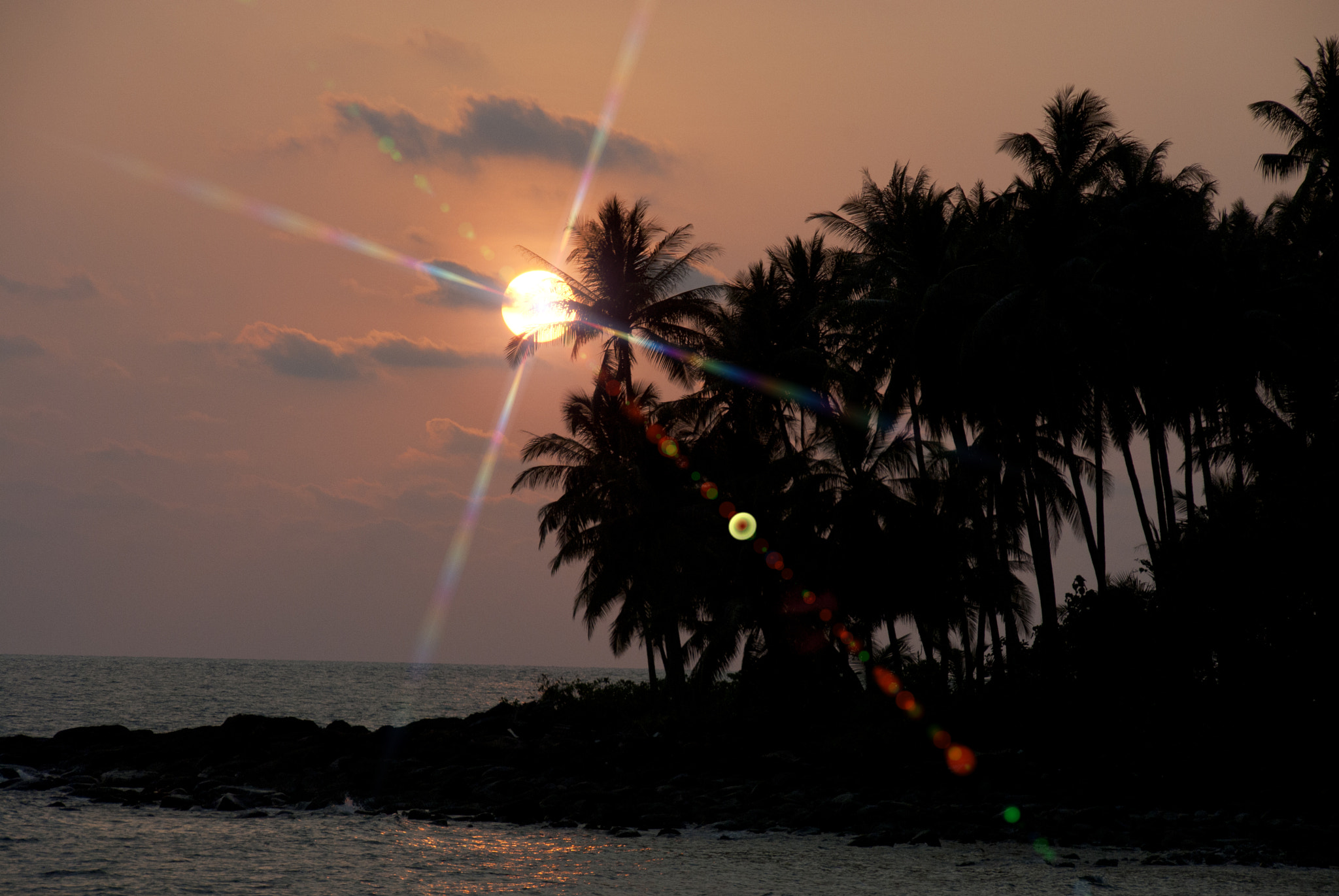 Солнце в пальмах