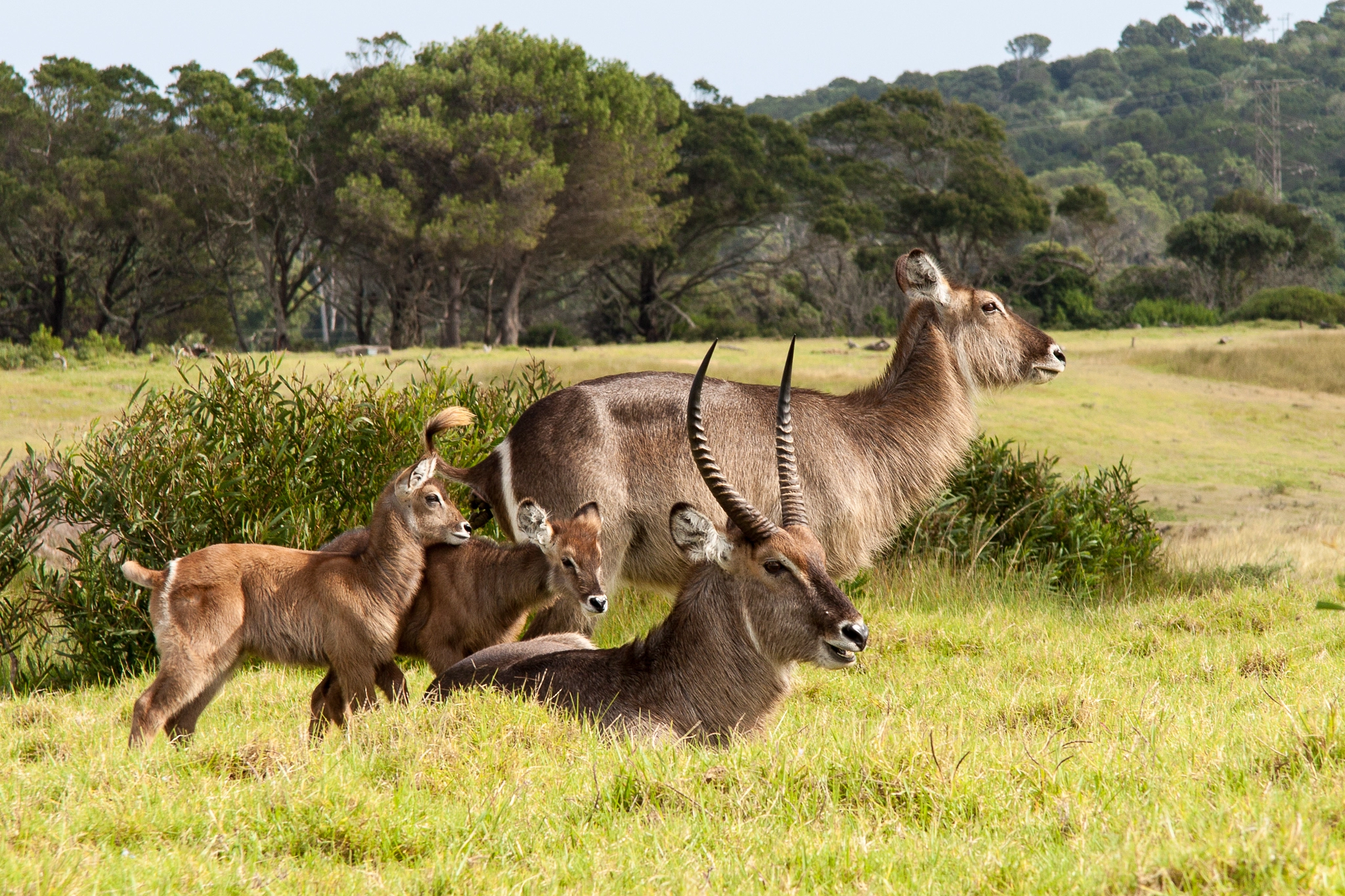 Waterbuck Family / Large Antelope SA