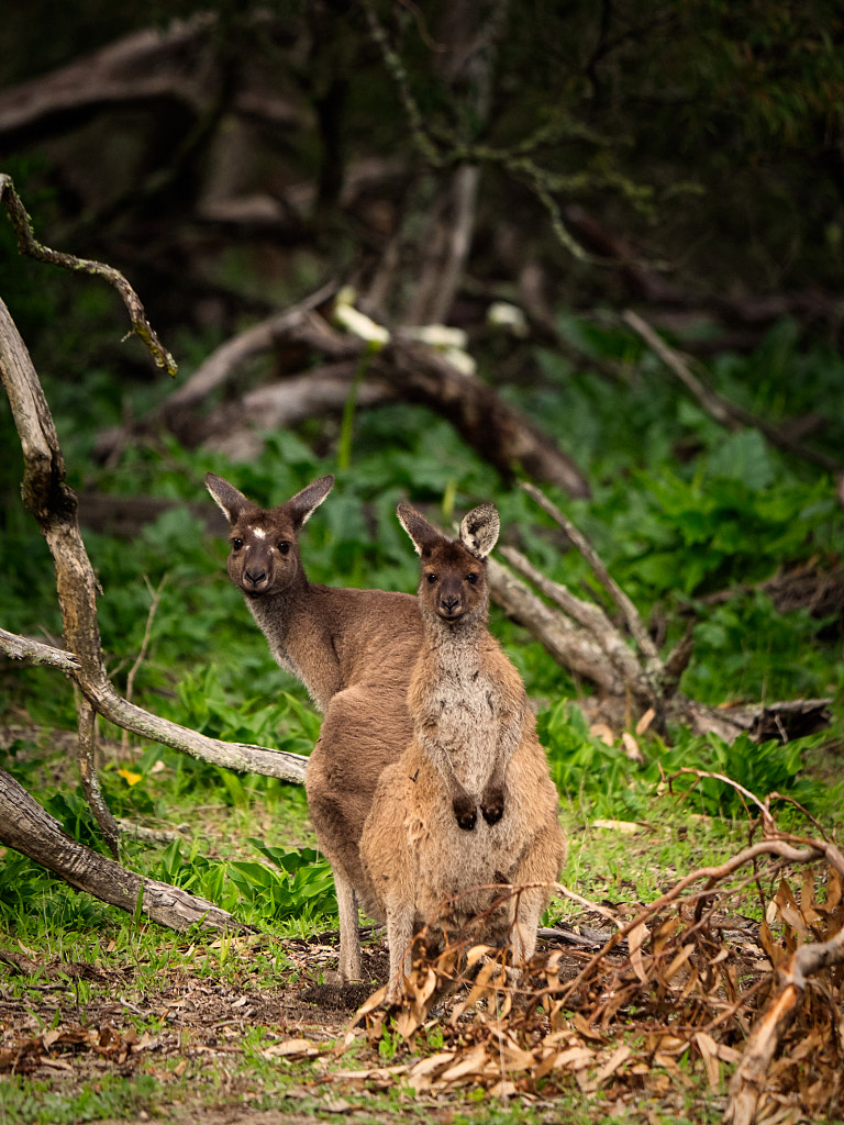 Yongka by Paul Amyes on 500px.com
