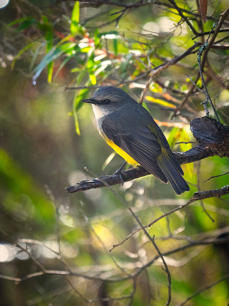 Bamborn by Paul Amyes on 500px.com