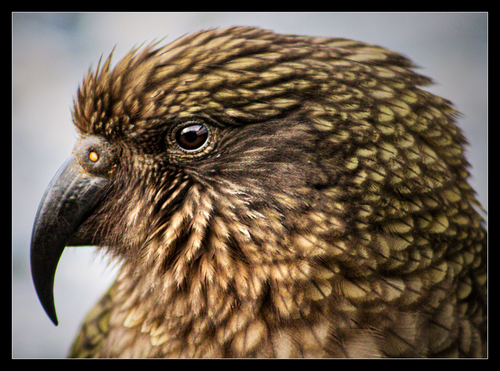 Kea IV by Justin B. on 500px.com