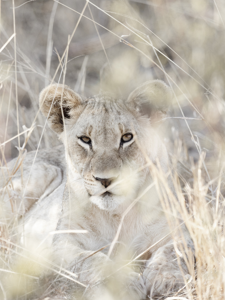 Lioness by Ante Badzim on 500px.com