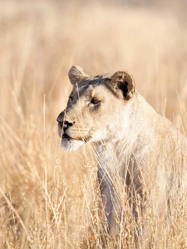 Lioness Hues by Ante Badzim on 500px.com