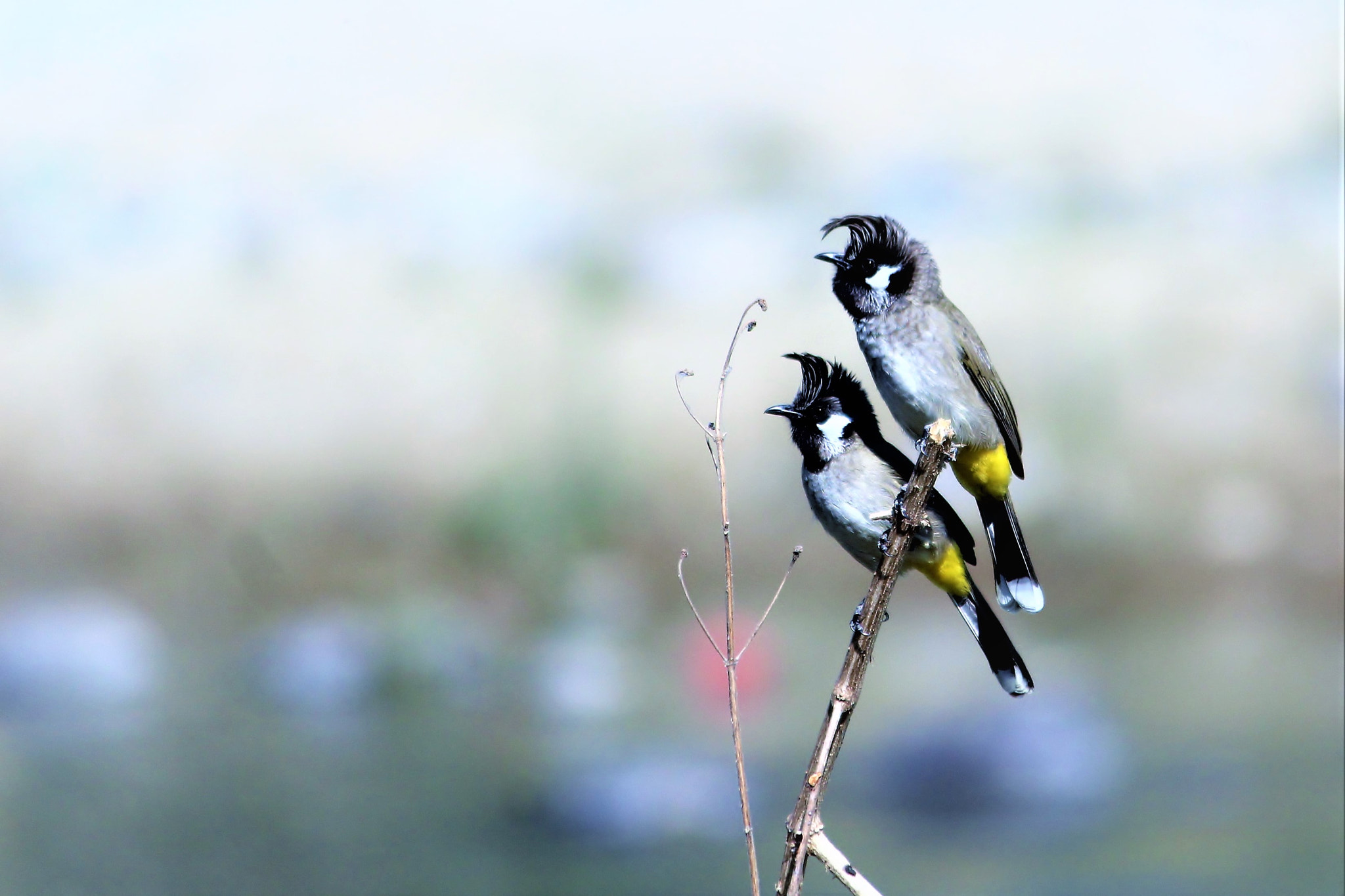 Himalayan Bulbul - Eternal Couple