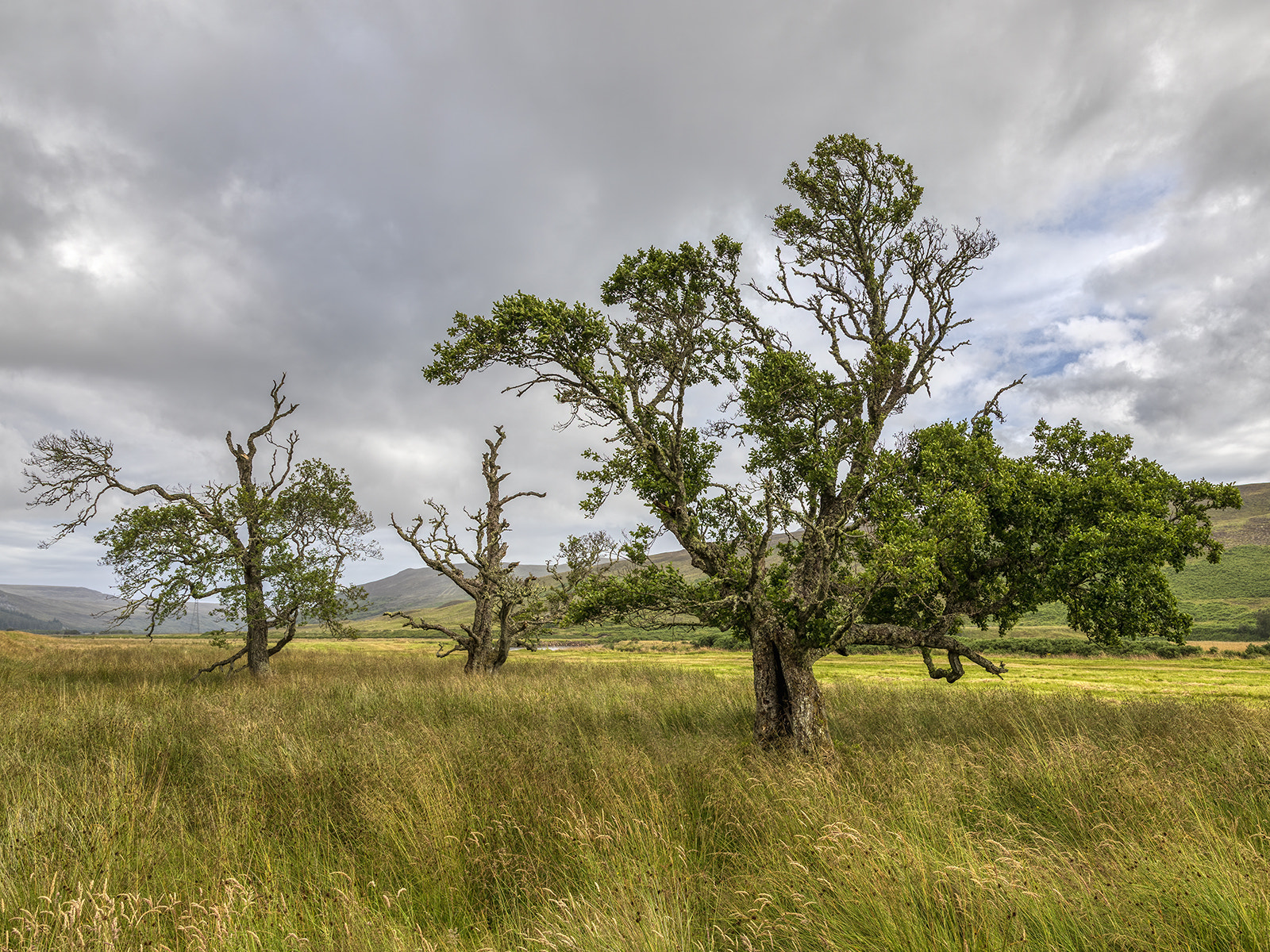 Trees in Strath Brora