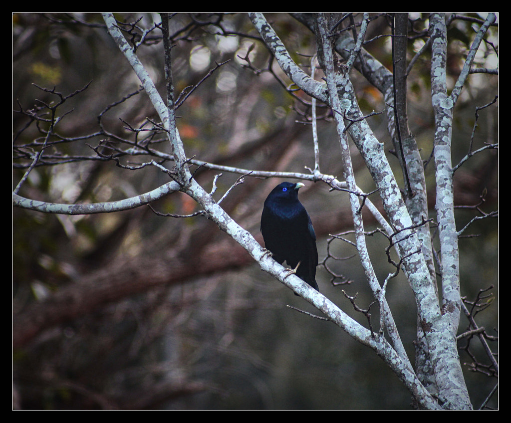 Satin Bower Bird by Justin B. on 500px.com