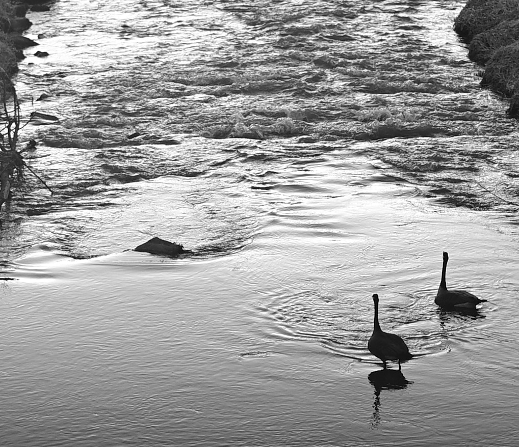 Birds of Perry Creek Trail by Georgie Frankenstein on 500px.com