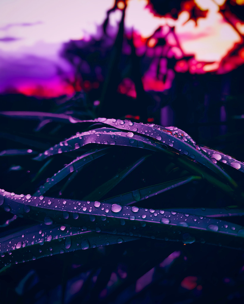 Dew drops  by Jayashankar Majhi on 500px.com