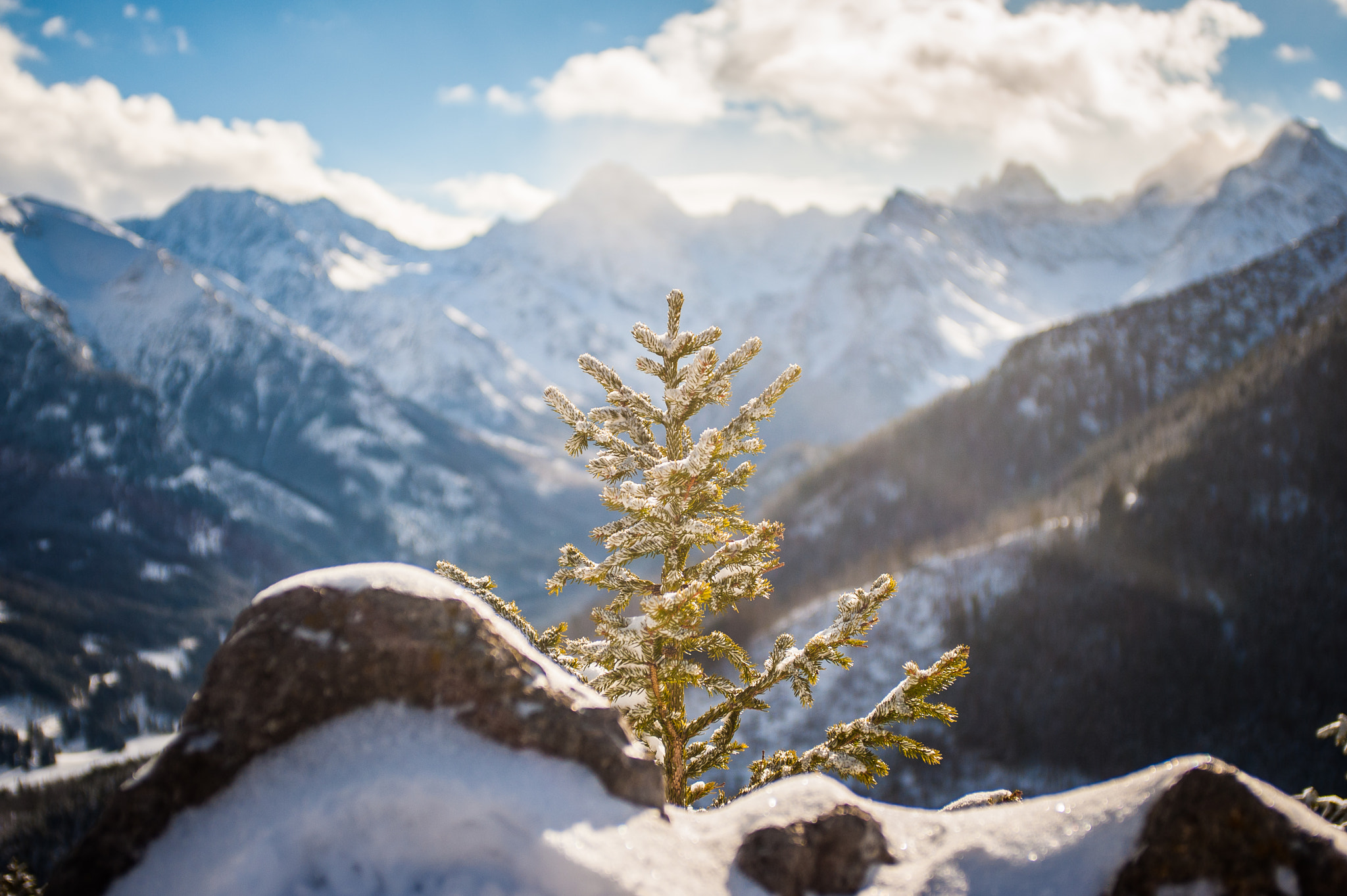 Tree on top