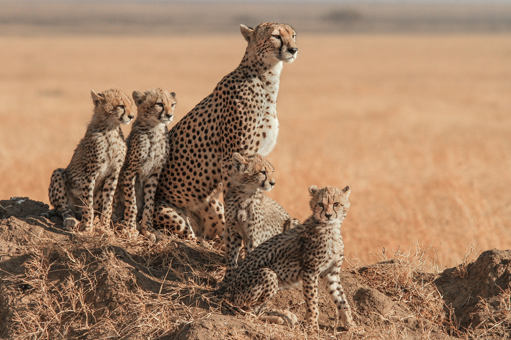 Cheetah Family by Darren Colello on 500px.com