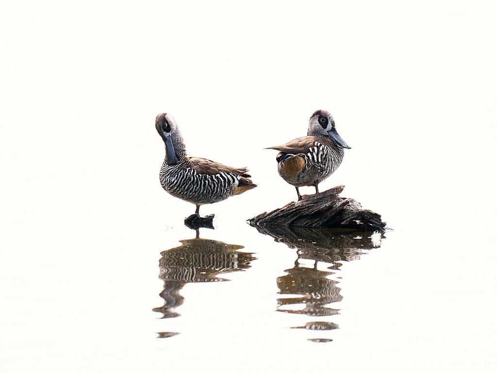 Wimbin by Paul Amyes on 500px.com