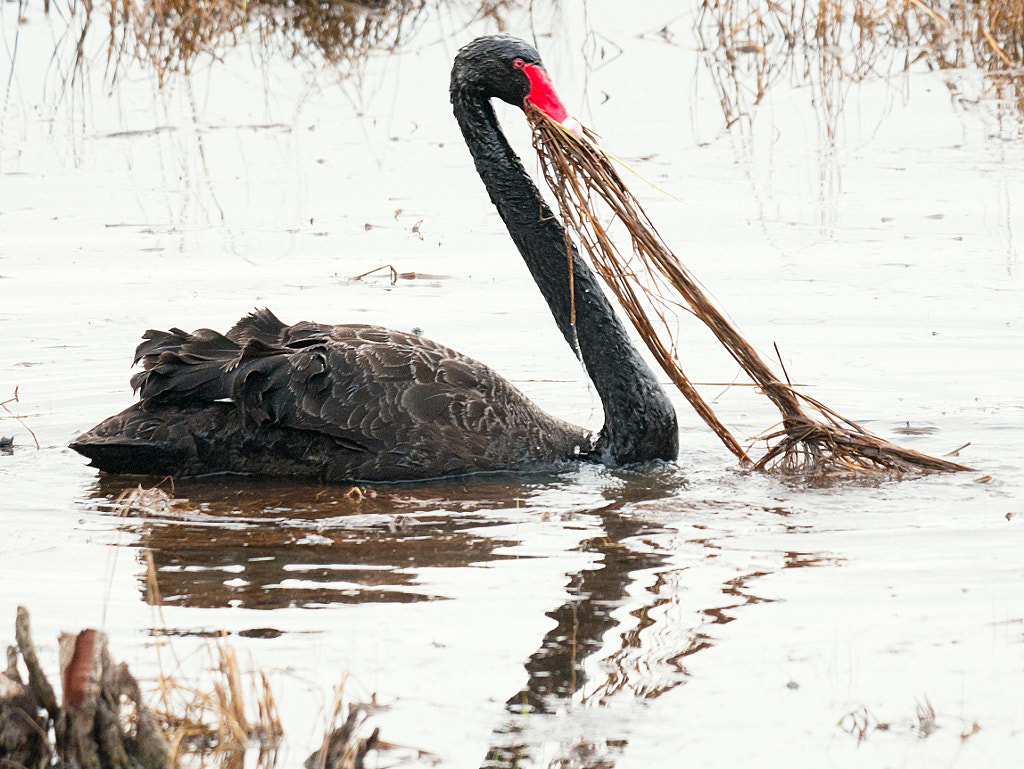 Marli by Paul Amyes on 500px.com