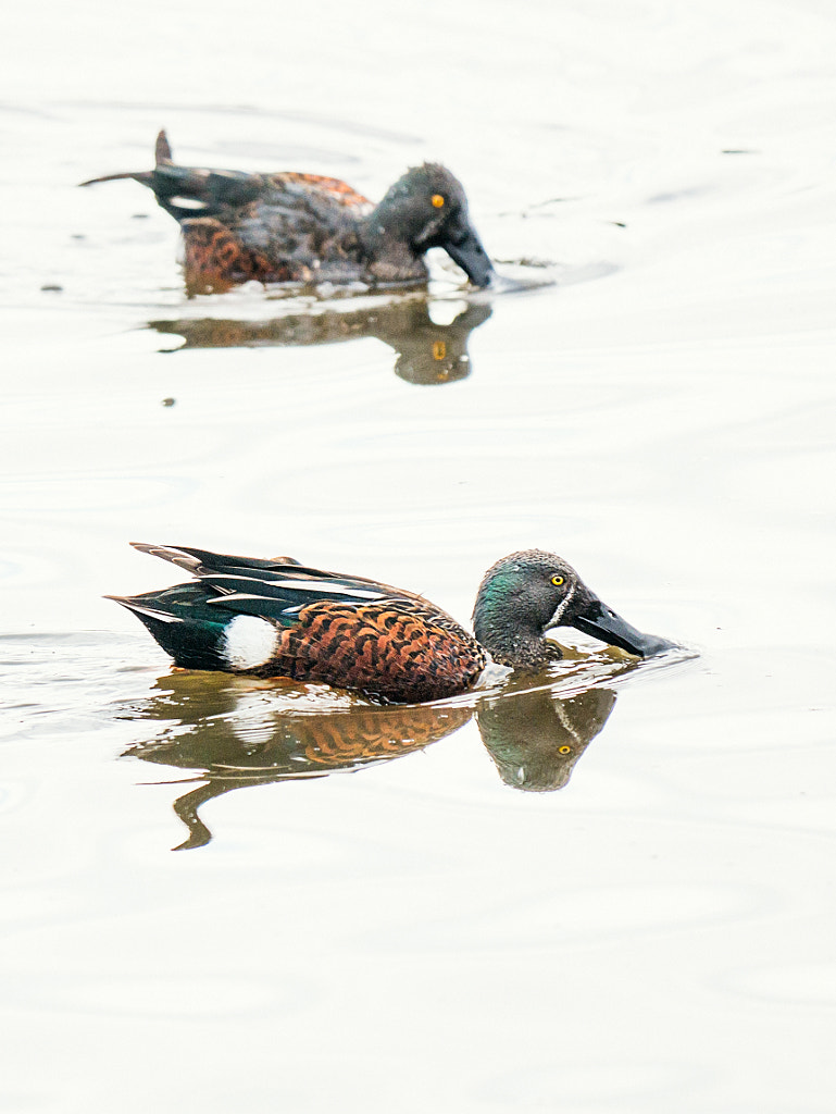 Bardoongooba by Paul Amyes on 500px.com