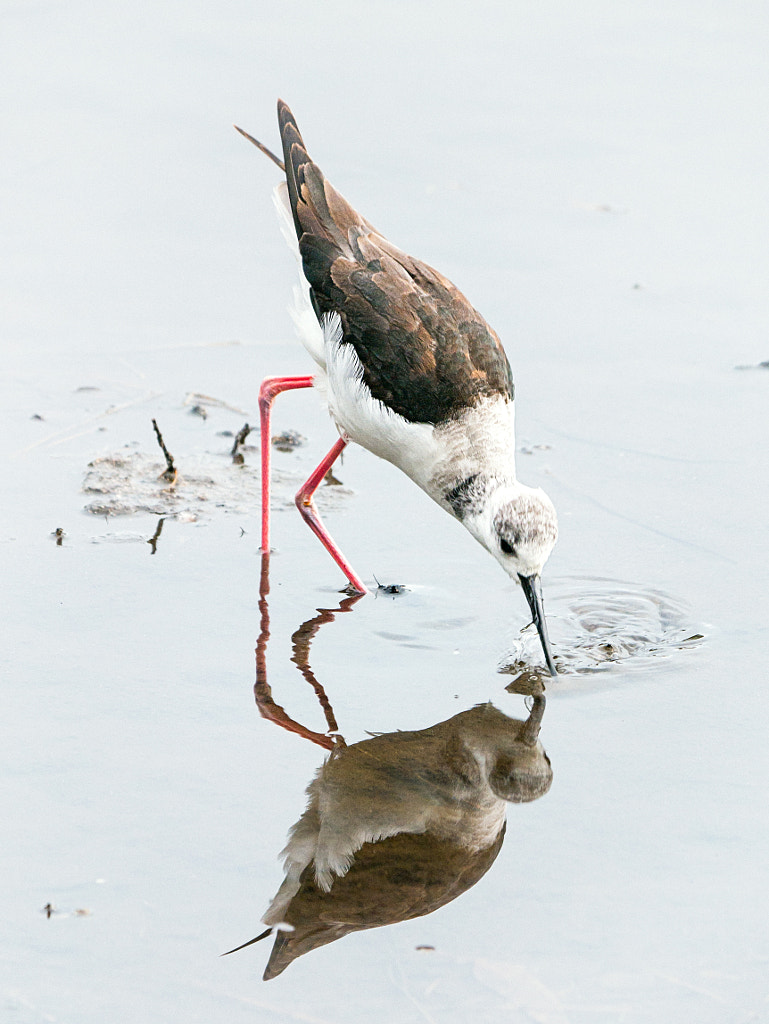 Dit by Paul Amyes on 500px.com