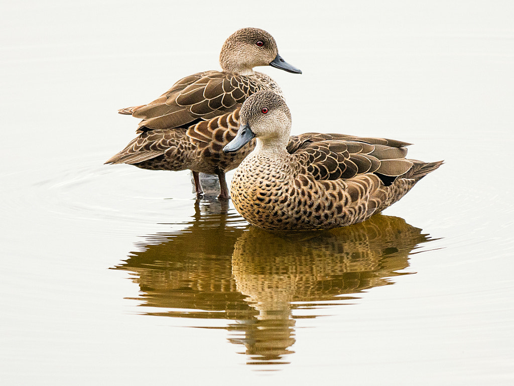 Kalyong by Paul Amyes on 500px.com