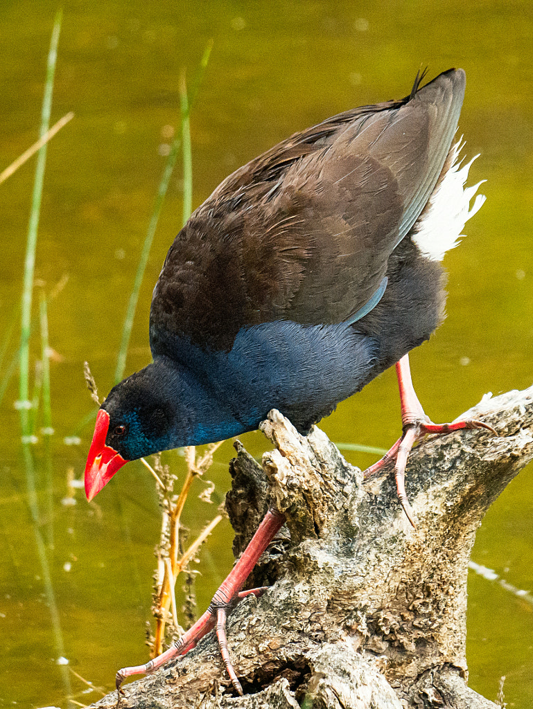 Kwilom by Paul Amyes on 500px.com