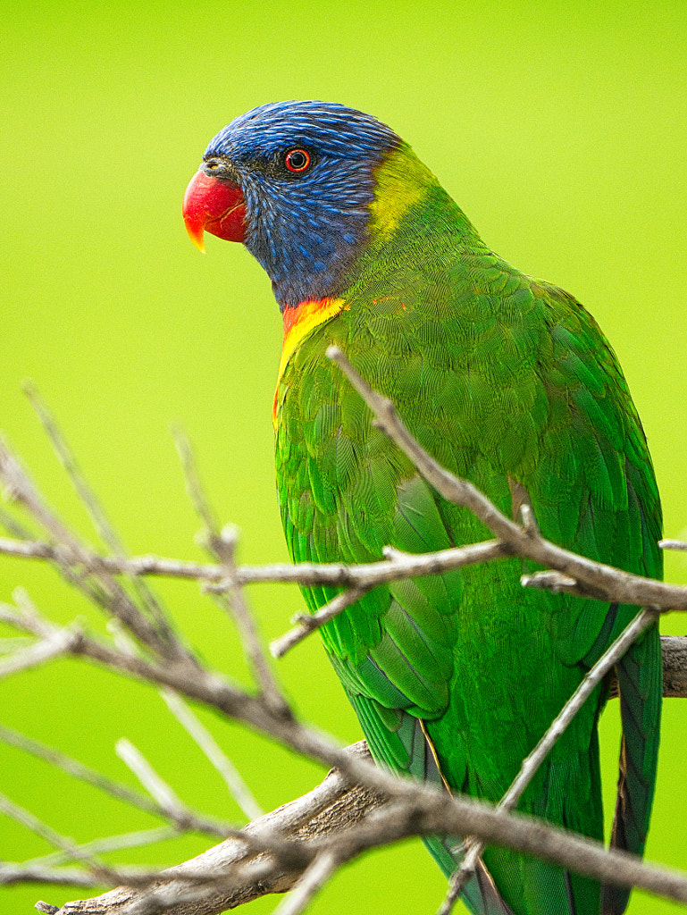 Rainbow Lorikeet by Paul Amyes on 500px.com