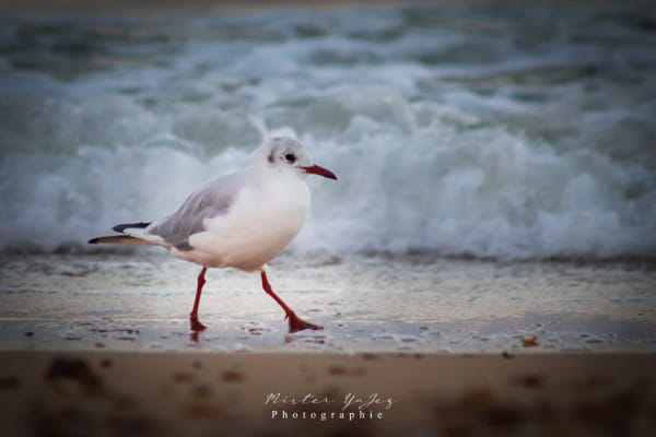 Nature Curated By Yannick Jezequel 500px