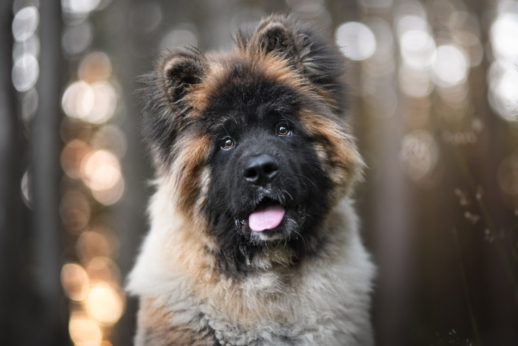 Teddy bear? by Iza ?yso? on 500px.com