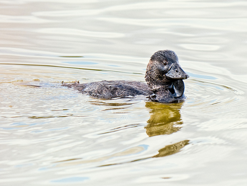 Kodara by Paul Amyes on 500px.com