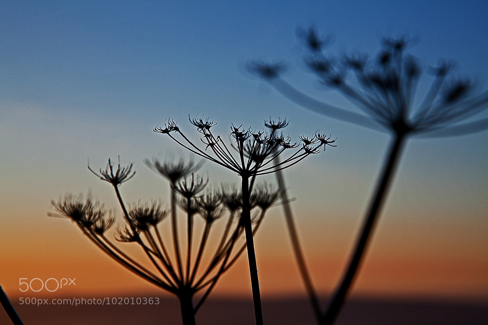 Canon EOS 5D Mark II sample photo. Untitled photography