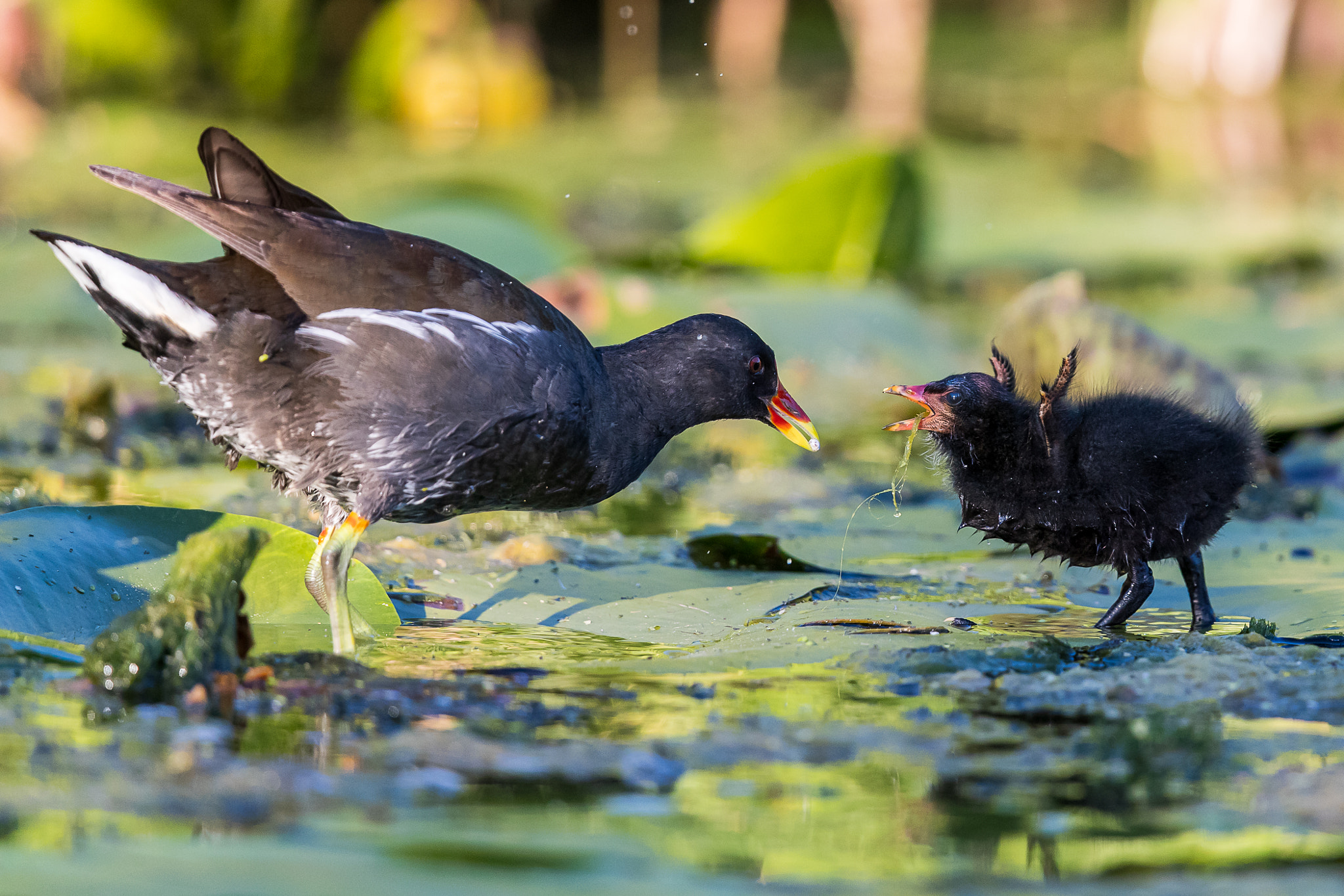 Moorhen (Common)