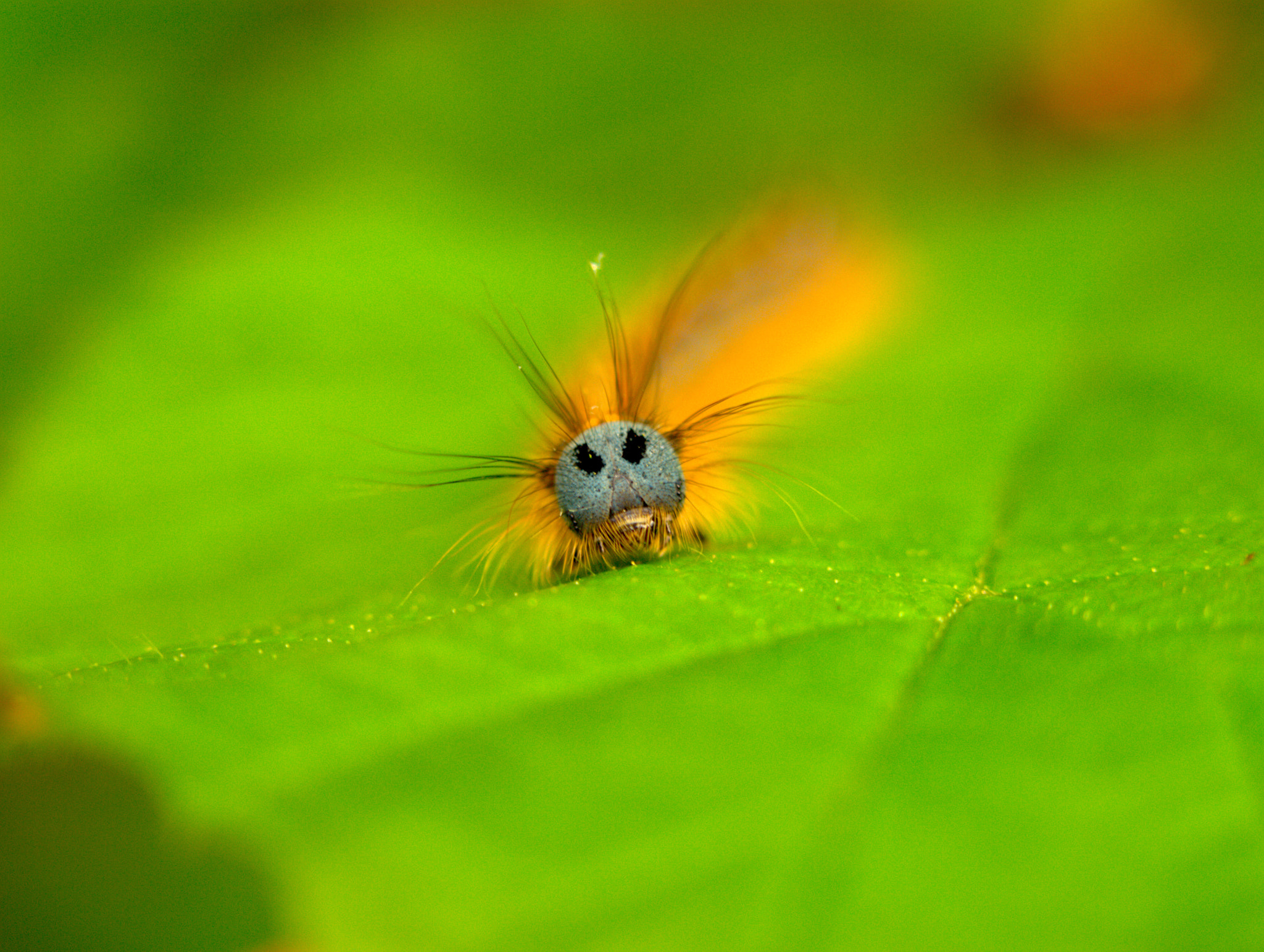 Dom Ari Dom Profile 500px
