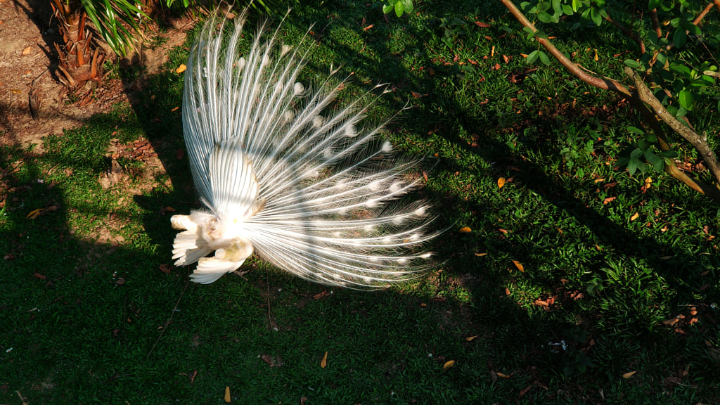White Peacock by Md. Asimuzzaman Mansib on 500px.com