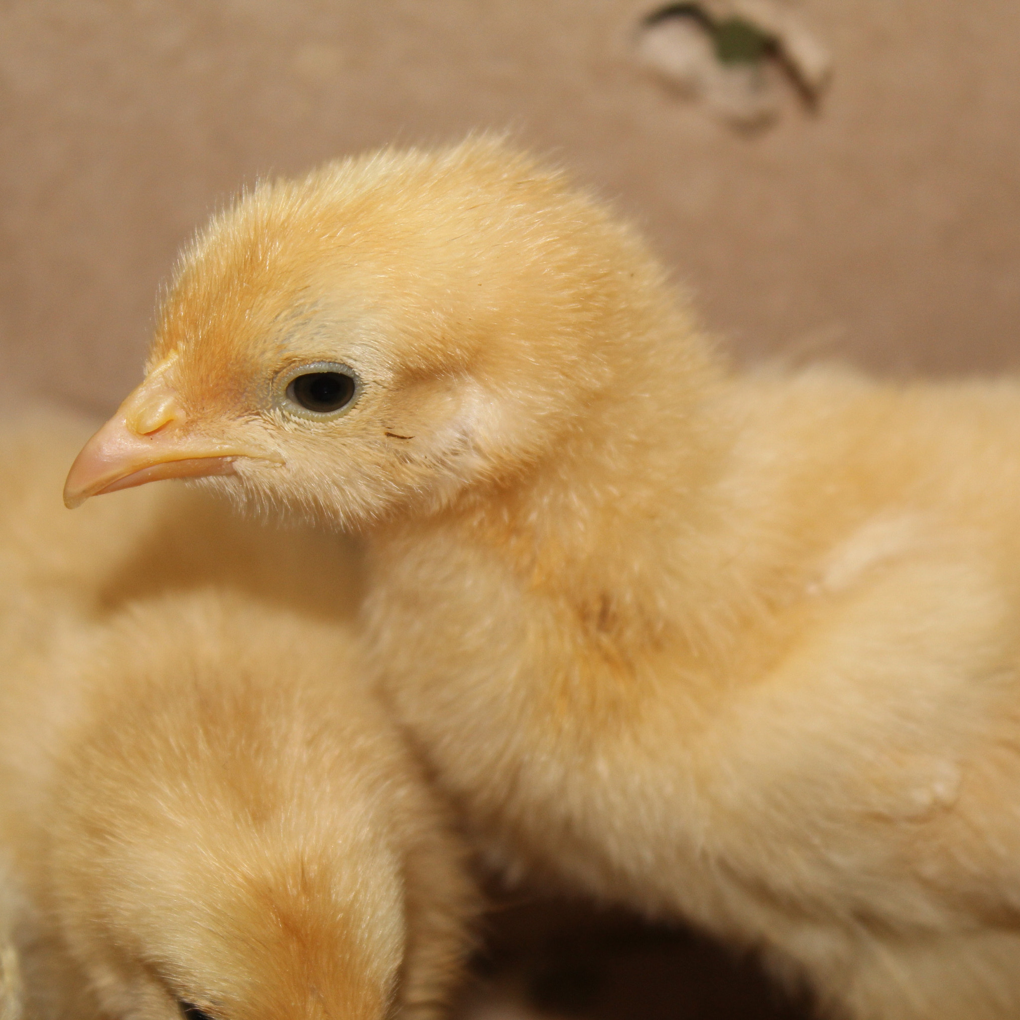 Golden puff beautiful chicks