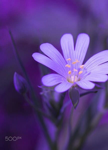Lovely purple flower by Andrey Guschcin / 500px