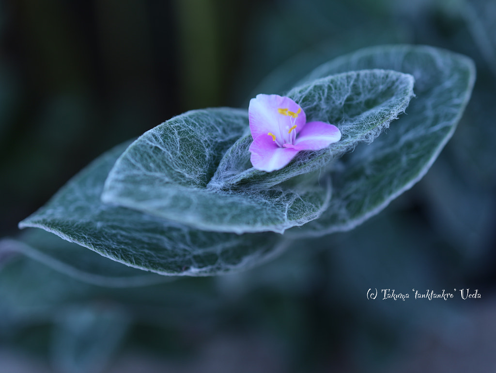 frosty & pink by Takuma Ueda on 500px.com