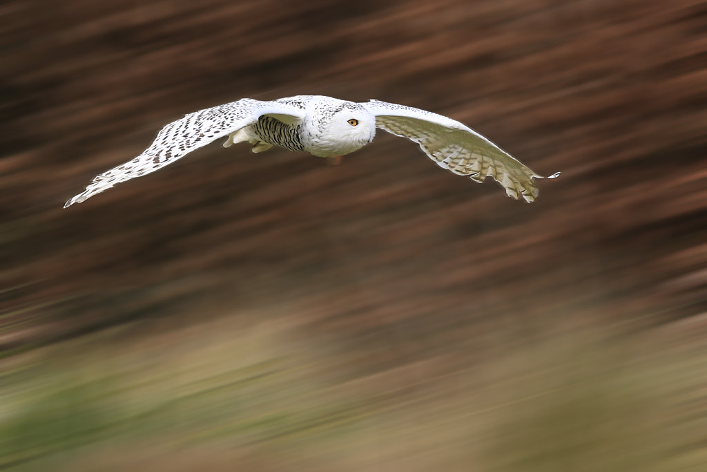 Snowy Owl by Patrick Tolley on 500px.com