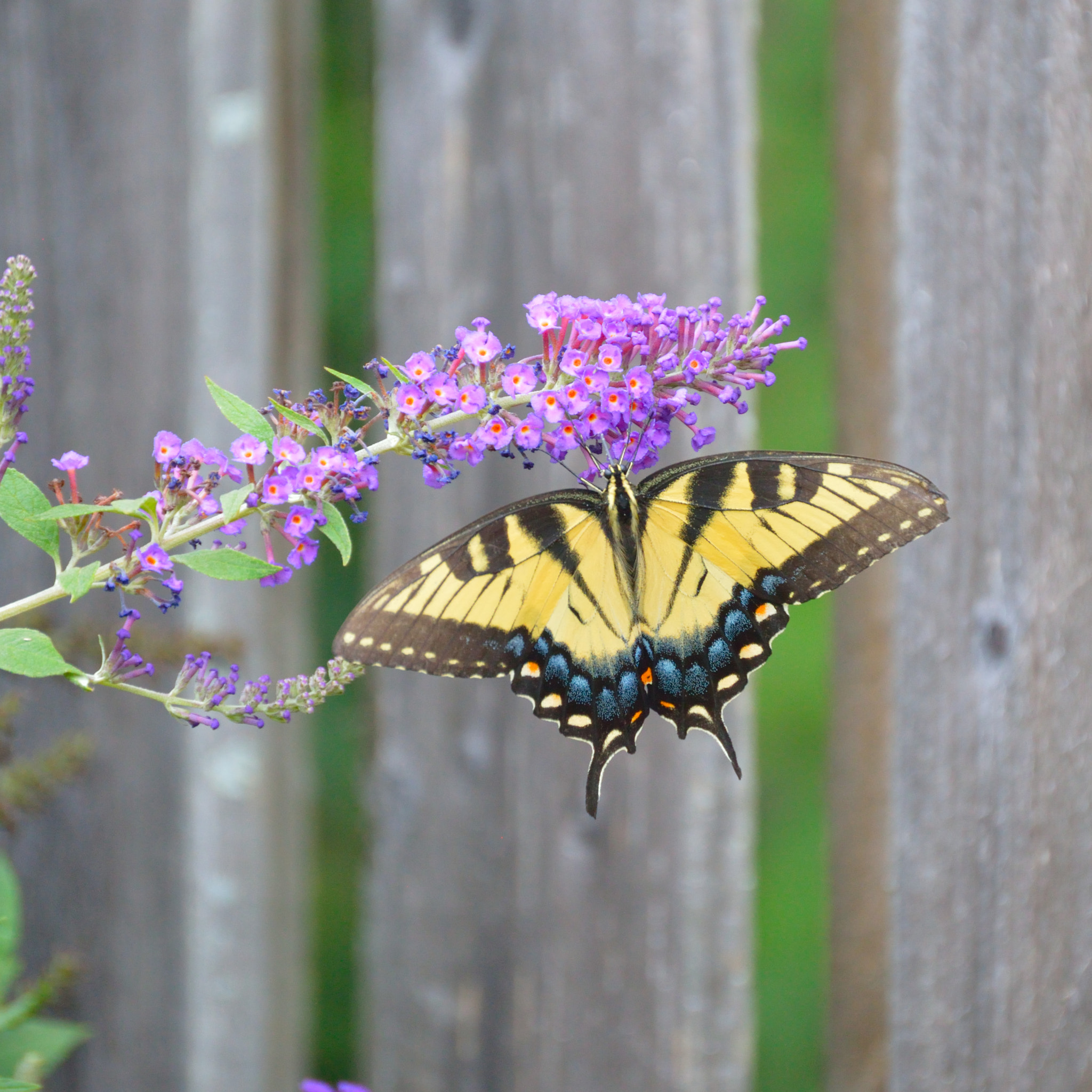 Butterfly in the Garden