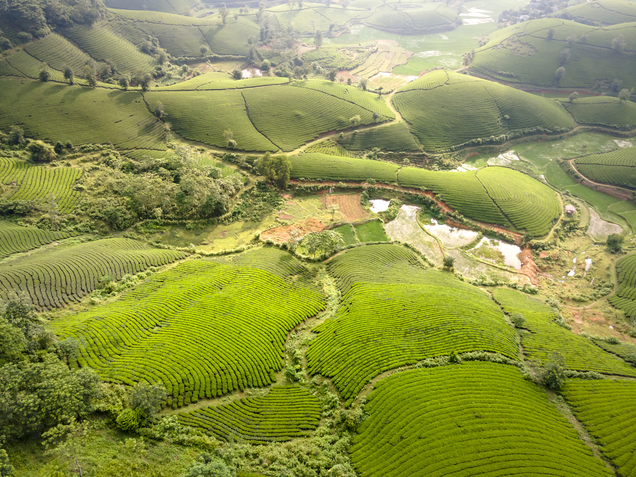 Long Coc tea hill, Phu Tho province, Vietnam by Quang Nguyen Vinh / 500px