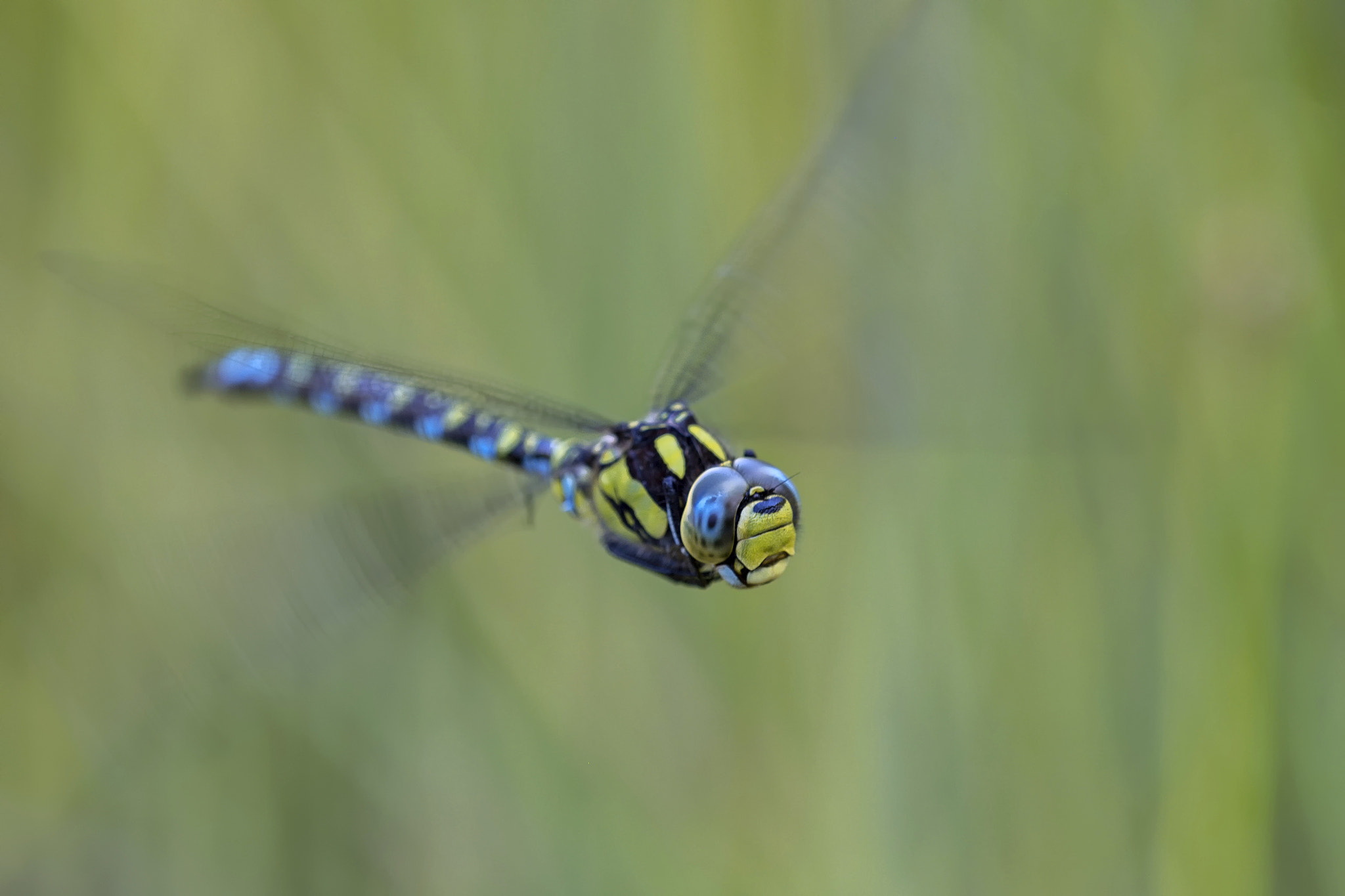 Noch eine Blaugrüne