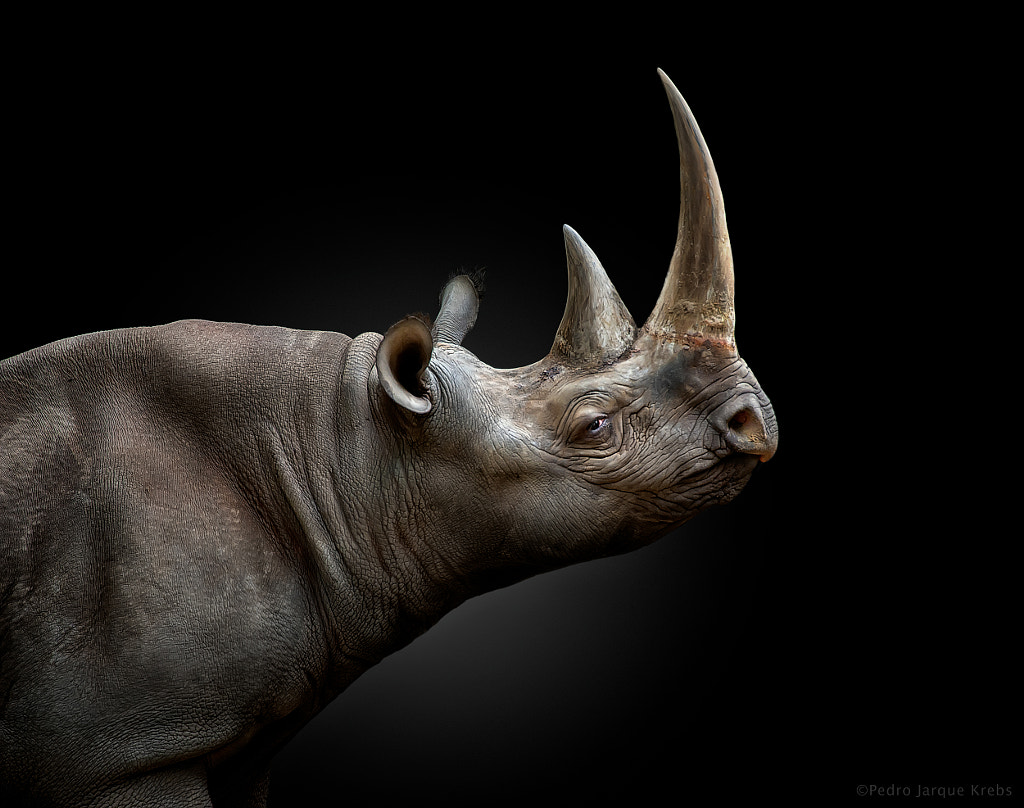 Black rhinoceros by Pedro Jarque Krebs on 500px.com