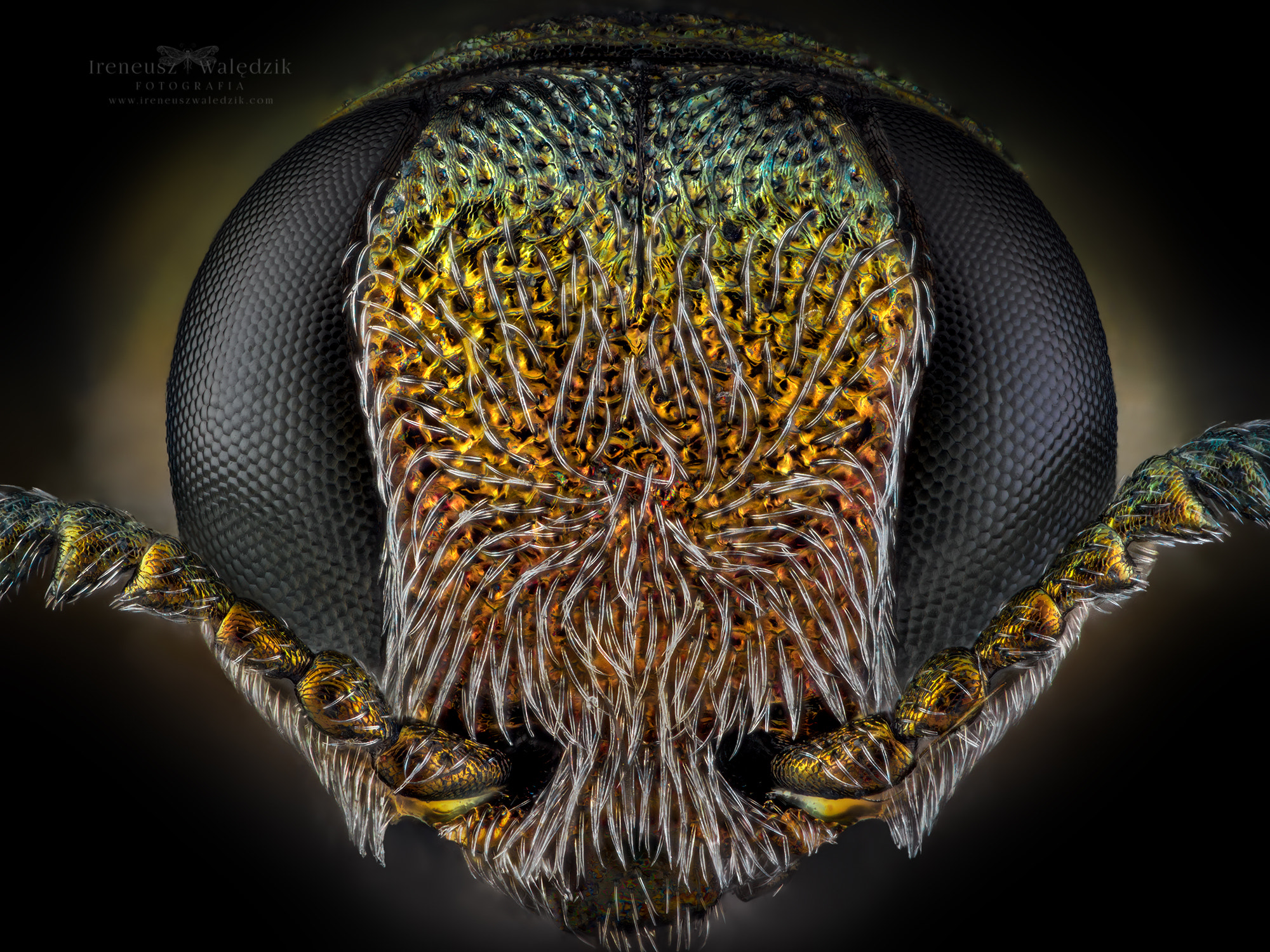 Agrilus sp. by Ireneusz Irass Walędzik / 500px