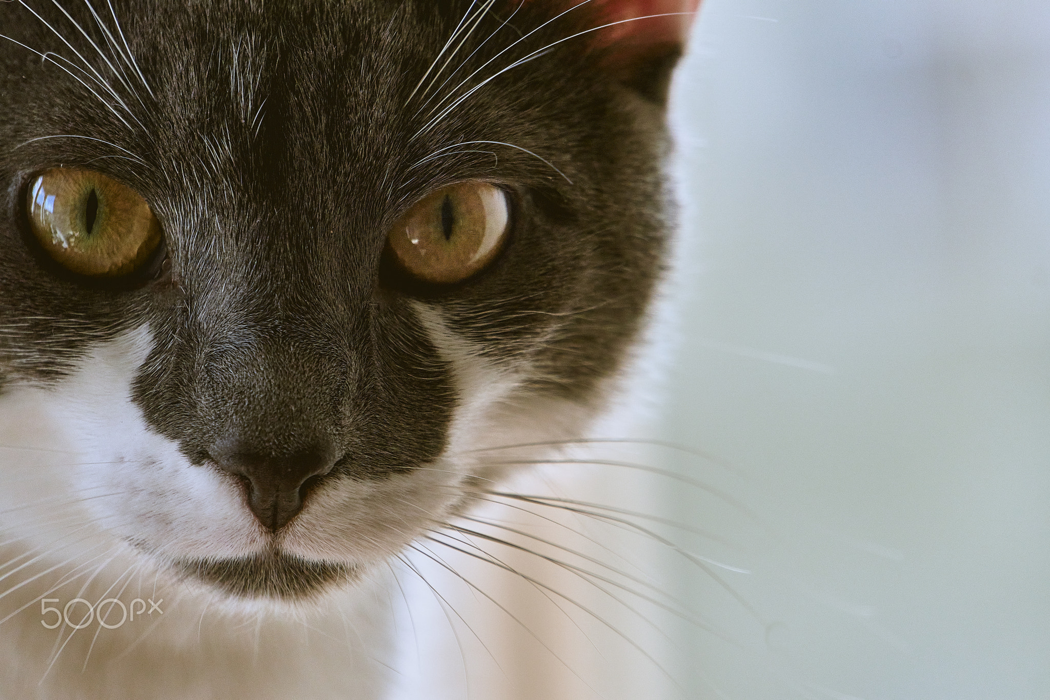 House cat focussed white blue sunny day at home