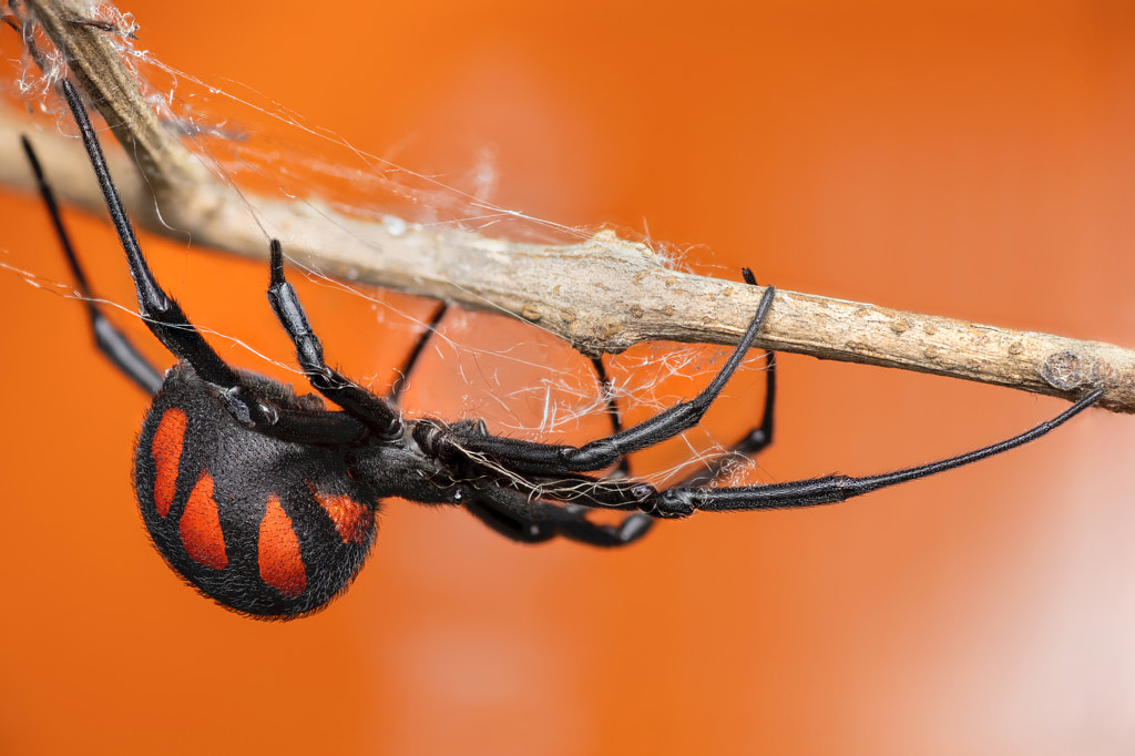 Mediterranean Black Widow by Rinaldo Macrolife / 500px