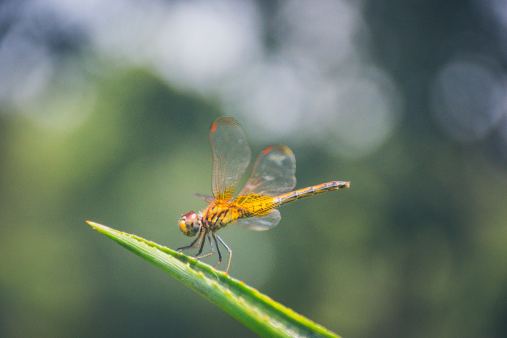 The dragonfly by L's  on 500px.com