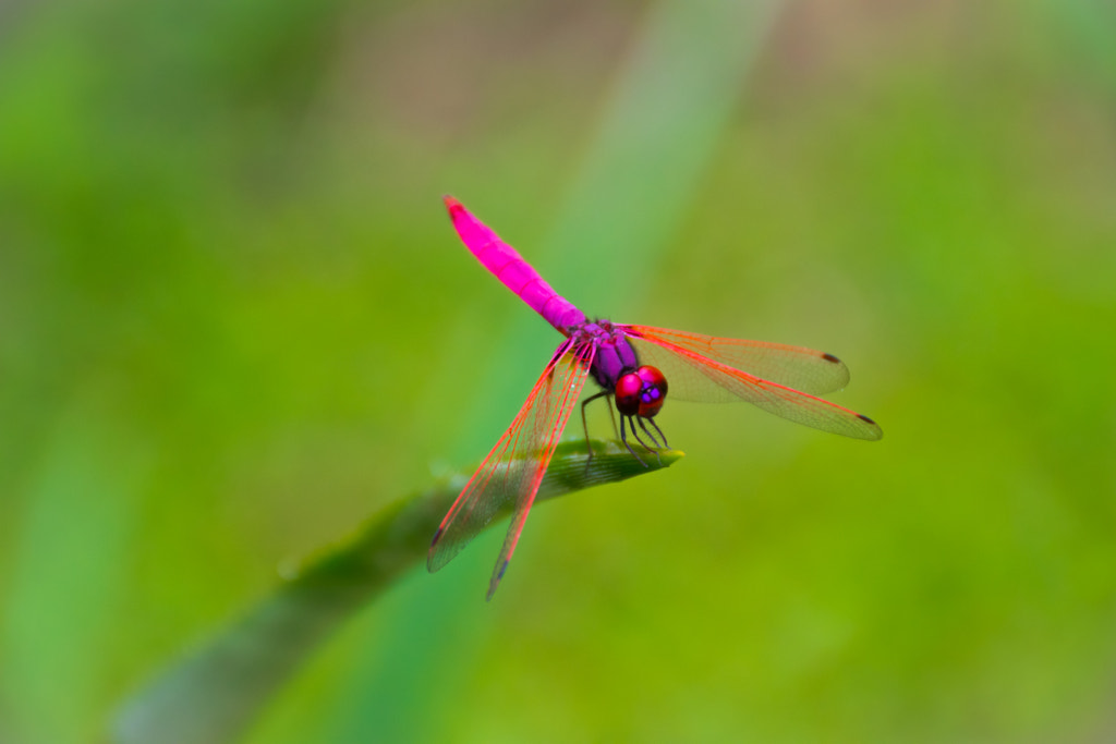 The dragonfly by L's  on 500px.com