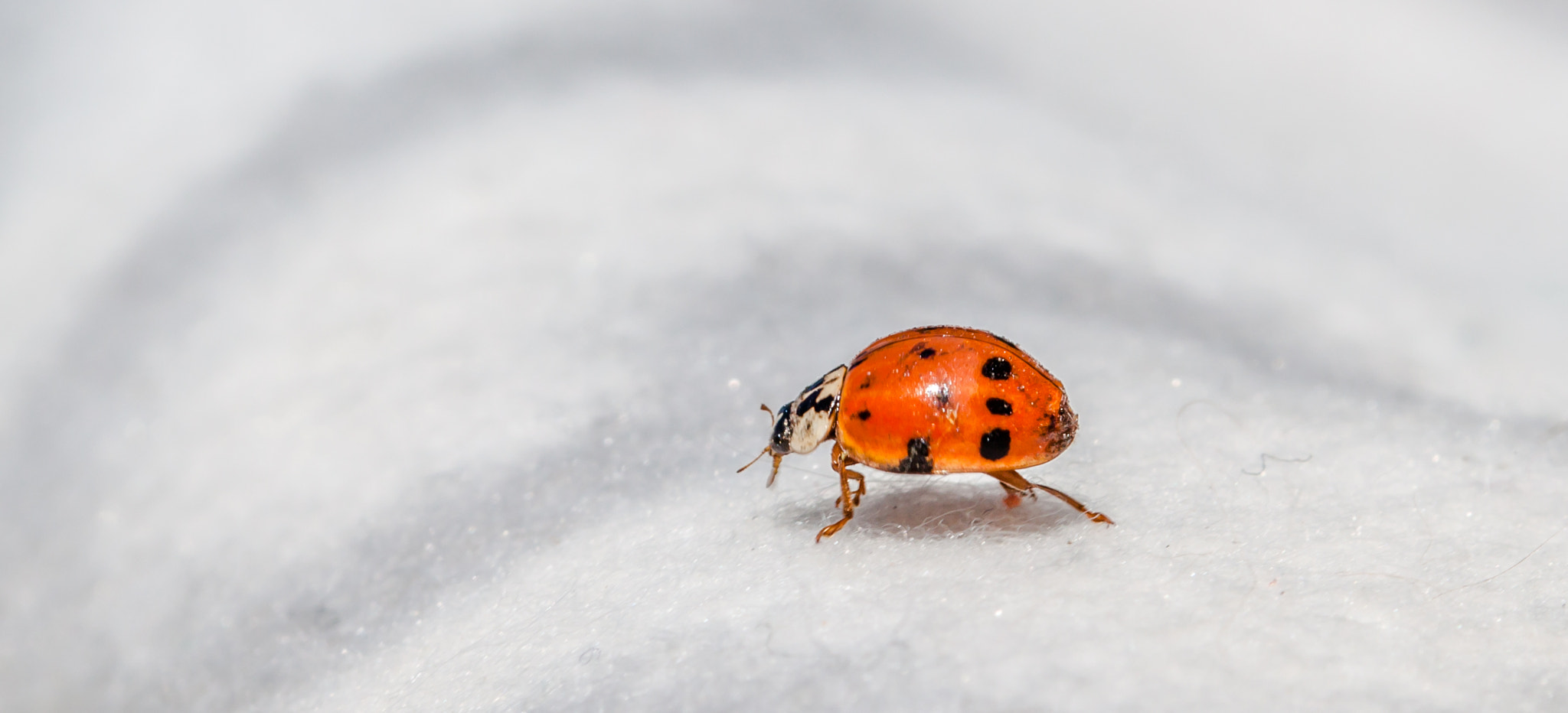 Ladybird