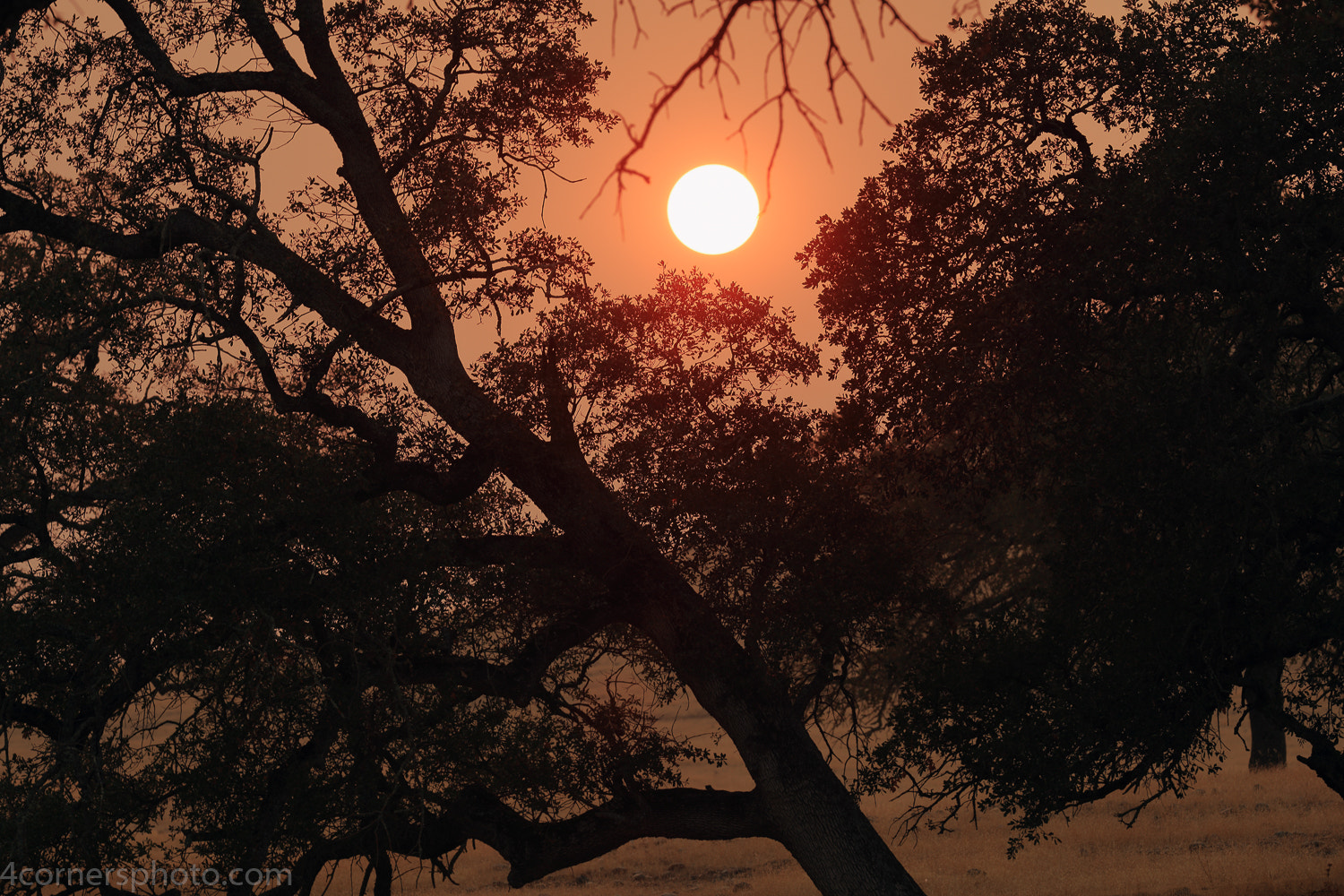 Smoke and Oak Trees, Calaveras County, CA