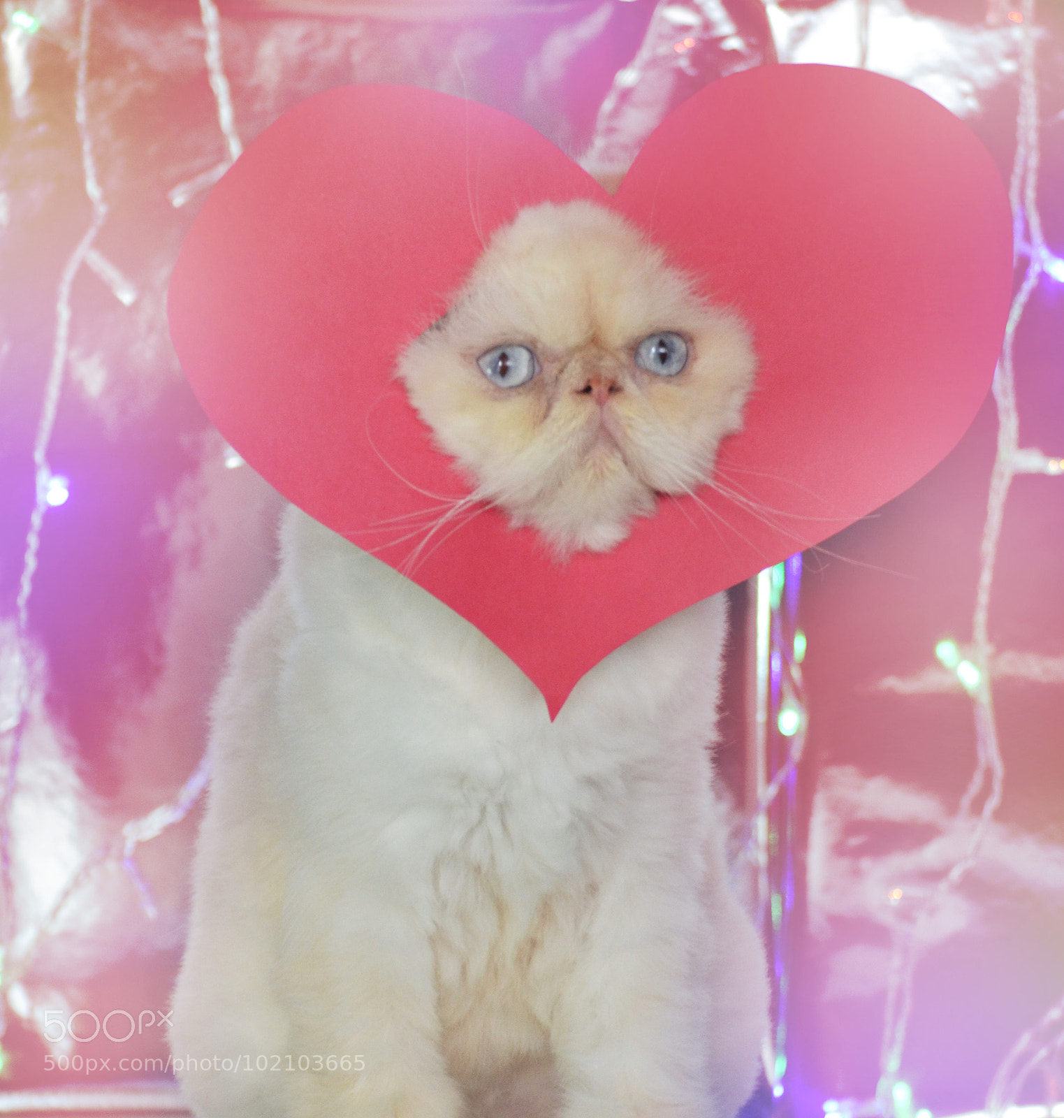 Nikon D3100 sample photo. Lord aries cat photography