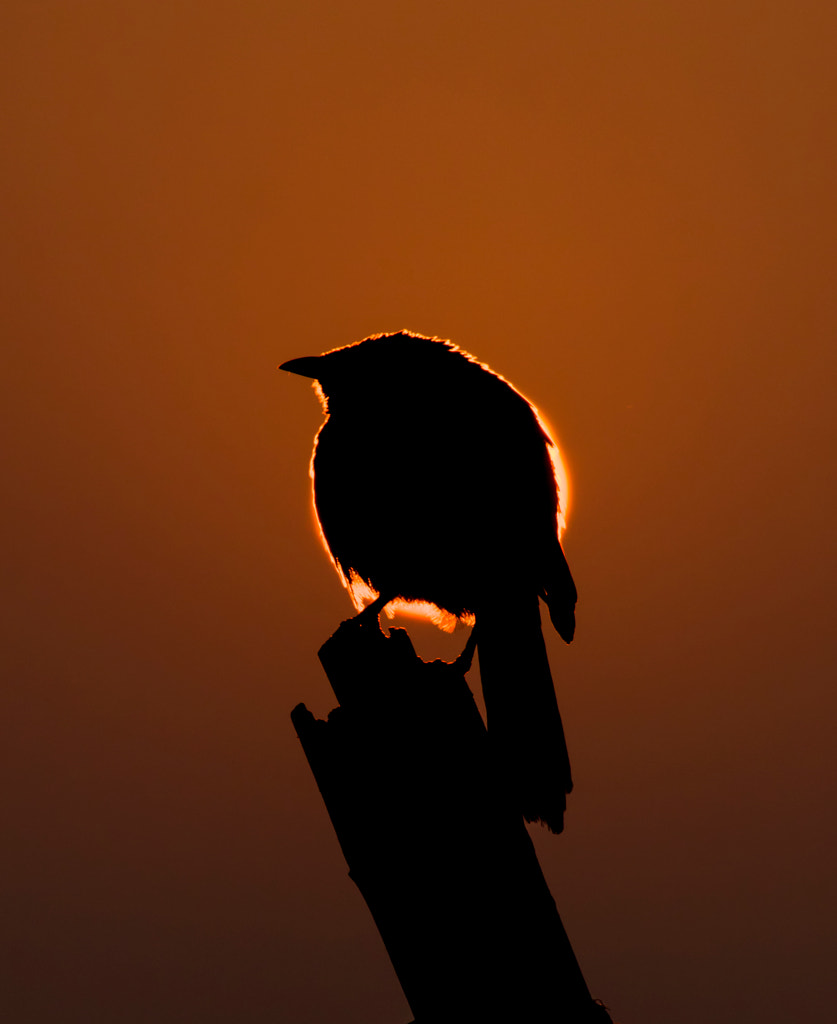 Burning Bird by Shivam Sharma on 500px.com