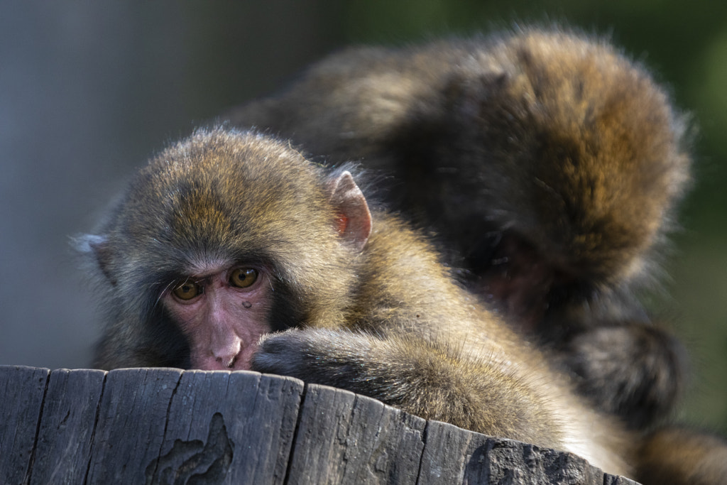 Japanese Macaque Monkey on a Log by Jure Batagelj on 500px.com