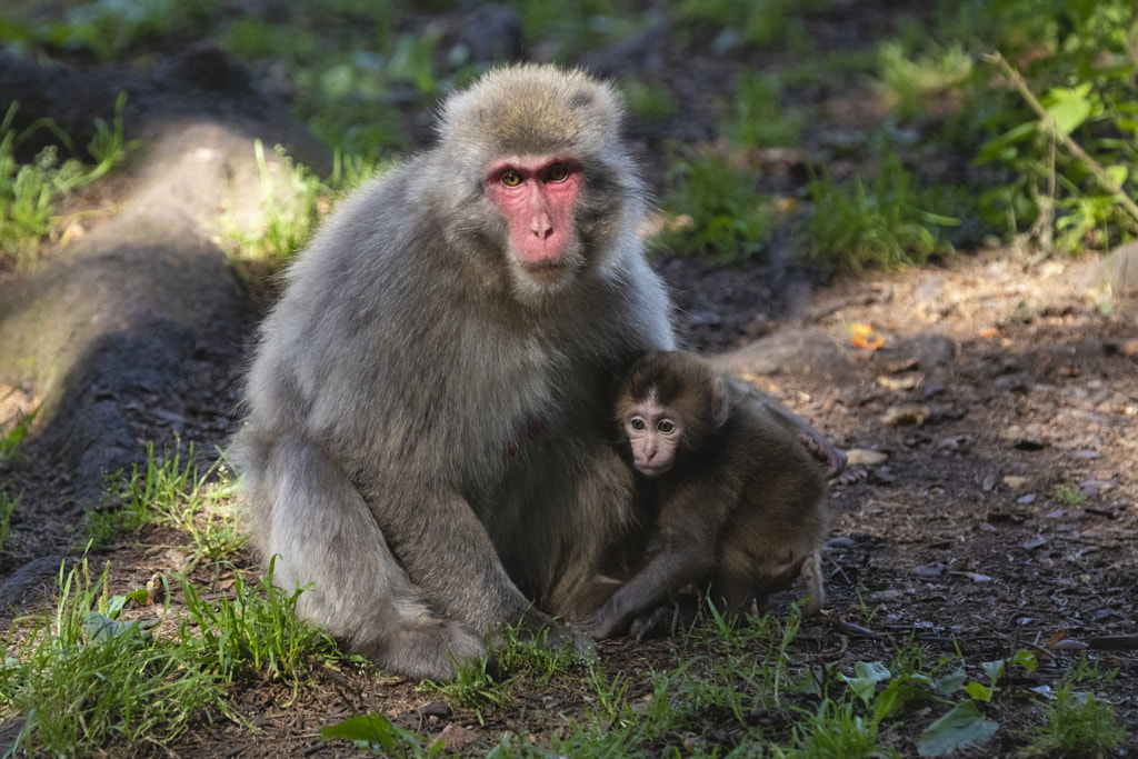 Japanese Macaque Baby and Mother by Jure Batagelj on 500px.com